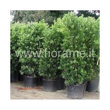 Image result for Podocarpus latifolius