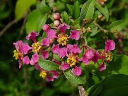 Image result for Malpighia