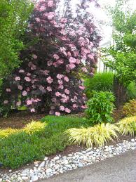 Medina Cottage Style Garden Elderberry Bush Garden Trees Garden Shrubs