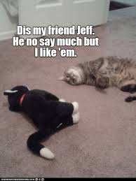 These 20 Cat Memes Will Make Your Caturday So Much Better Funny Animal Memes Funny Cats Cat Memes