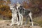 Saarlooswolfhond Dog Breed Information and Pictures