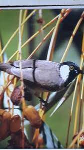 بلبل بحريني my pictures pictures animals