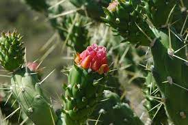 Here is all you need to know. Austrocylindropuntia Subulata Eve S Needle Cactus North Carolina Extension Gardener Plant Toolbox