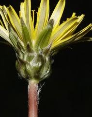 Image result for Ageratinastrum palustre