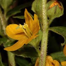 Image result for Alectra vogelii