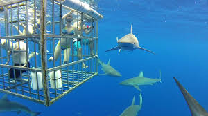 Shark tourism - Wikipedia