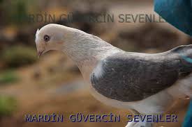 Iyi Bir Oyun Kusu Nasil Yetistirilir Mardin Guvercin Sevenler Facebook
