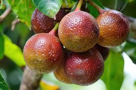 Image result for Meliaceae