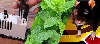 We did not find results for: Les Meilleurs Repulsifs Contre Les Souris Et Les Rats Nos Conseils