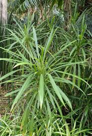 Image result for Cordyline stricta