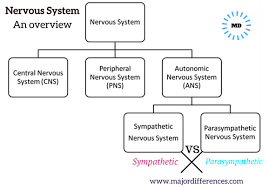 9 Differences Between Sympathetic Nervous System And