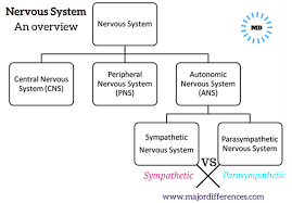 9 differences between sympathetic nervous system and