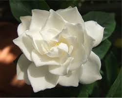 Maybe you would like to learn more about one of these? The Different Types Of Gardenias Garden Lovers Club