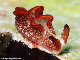 Image result for Landolphia rufescens