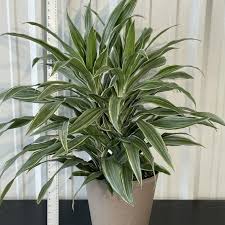 Image result for Warneckea parvifolia
