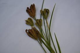 Image result for Eleusine coracana