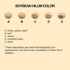 Soybean Hilum Color
