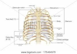 These bony rods in your body, fixed to your breast bone (sternum) are a natural protective cage. Anatomy Human Rib Vector Photo Free Trial Bigstock