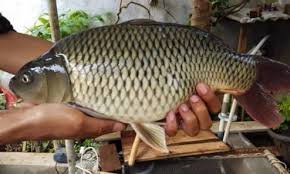 Tes mancing indukan kakap putih di bagan!! 17 Umpan Ikan Tombro Majalaya Sederhana Sungai Malam Hari Dll