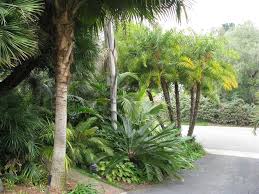 Palm Gardens Palm Garden Small Tropical Gardens Waterwise Garden