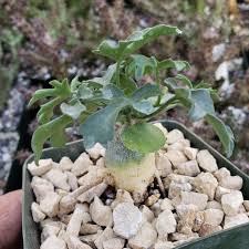 Image result for Trochomeria hookeri