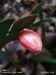 Image result for Anisophylleaceae