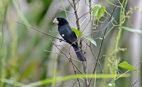Canto Canario Da Terra Metralha Download Quase Extinto Passaro Famoso Pelo Canto Sera Reintroduzido Na Natureza Em Sp Em 2020 Passaro Bicudo Passaros Brasileiros Passaros Silvestres