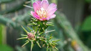 Cactus flowers usually have many stamens, but only a single style, which may branch at the end into more than one stigma. 21 Best Cactus Plants To Grow In Your Garden