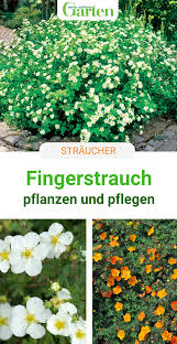 Fingerstrauch Bluhfreudiger Tausendsassa In 2020 Ziergarten Garten Pflanzen