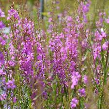 Image result for Lythrum rotundifolium