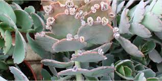 Cacti are plants belonging to the family cactaceae and are usually well adapted to survive in arid conditions. Plantae Photosynthesis In Desert Plants It S About Time Plantae
