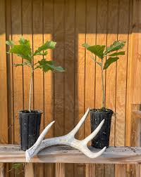 Image result for oak sapling