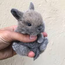 ian laking on twitter baby animals funny cute animals cute baby bunnies