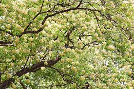 Image result for Crateva