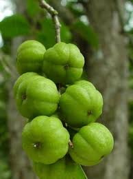 Image result for Heywoodia lucens