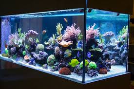 Aquarium Lighting Basics The Case For Led Fixtures