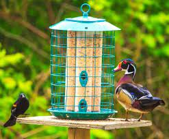 Wild Bird Seed What S Best And Will Attract The Most Birds