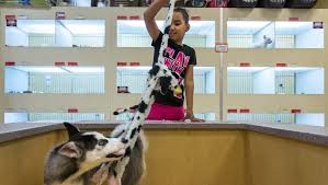 16 years' experience in successful complaint resolution. Tempe Bans Puppy Mill Sales At Pet Stores