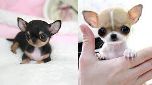 Can a teacup chihuahua be trained? Teacup Chihuahuas Things You Need To Know Tiny Woofs
