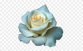 We did not find results for: Full Grown White Rose Png Transparent Background White Rose Free Transparent Png Clipart Images Download