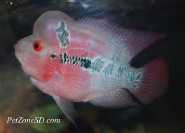 Latar belakang tekstur alam pola background hd vector background background merah background merah putih banner background biru. 12 Ide Louhan Ikan Hewan Ikan Akuarium