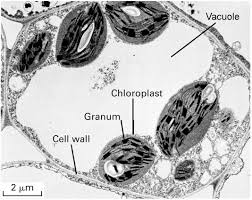 Locate each organelle in the plant cell. Food Vacuole Shefalitayal