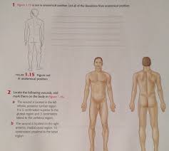 The ribs are lateral to the sternum. Solved 1 Figure 1 15 Is Not In Anatomical Position List Chegg Com