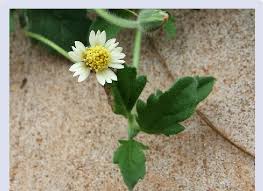 Image result for Tridax