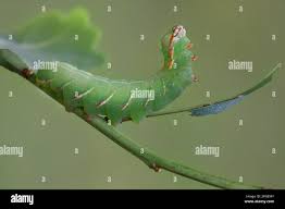 Image result for Peridea anceps