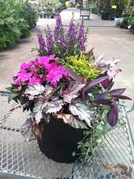 They are reliable flowers that will bloom from spring through autumn if grown in the sun and deadheaded consistently. Partial Sun Container Garden With Angelonia Sunpatien Rex Container Gardening Full Sun Full Sun Container Plants Container Gardening Flowers