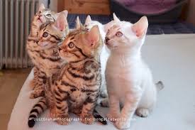 Regina and her family were very knowledgeable and socialized the kittens. Katt Katt Bengals Kittens For Sale Uk