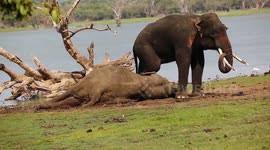 Maybe you would like to learn more about one of these? Newsflare Man Trying To Hypnotise Wild Elephant Trampled To Death In Sri Lanka