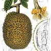 Bubur kacang hijau durian rp. 1
