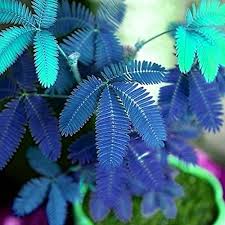 How much cbd does the mimosa strain have? Seed House Kouye 50pcs Mimosa Seeds Sensitive Plant Mimosa Pudica Colorful Shy Grass Seeds Do Not Touch Me The Plant Responds To Touch Garden Indoor Plants Pot Buy Online In Guernsey At Guernsey Desertcart Com Productid